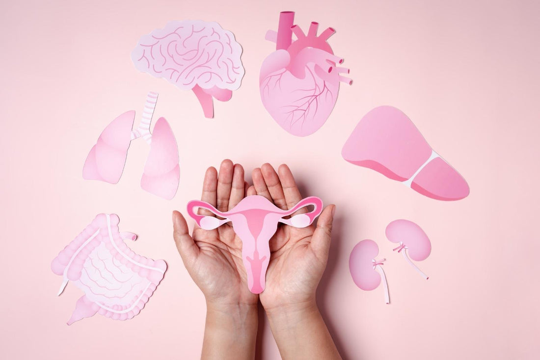Hands holding a paper uterus surrounded by pink organ illustrations, symbolizing estrogen dominance, hormonal imbalance, women’s health, PMS, and reproductive health.